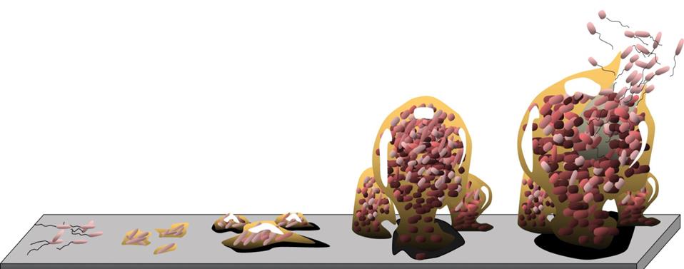 BIOFILM- POWSTANIE