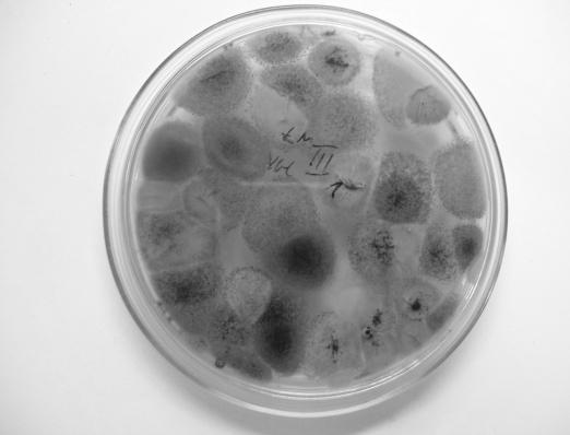 Nr 3 Jakość mikrobiologiczna herbat czarnych 697 Makroskopowe oględziny grzybów strzępkowych wzrastających z badanych produktów wskazywały, że w 89% przypadkach były to pleśnie z rodzaju Uclodium