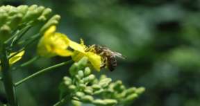 Pszczoły Pszczoła miodna to tylko 1 gatunek Pszczoły to owady odwiedzające kwiaty