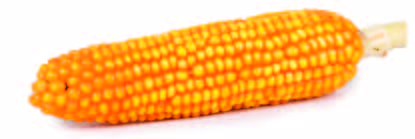 es MeteoRIt AstRonoMICZnY PotenCJAŁ FAO: 230 240 40,9* * Średnia wydajność alkoholu (dm3/100 kg ziarna) w badaniach PZPK, 2015 komponenty PlONu (ŚREDNIO) 16,0 rzędów