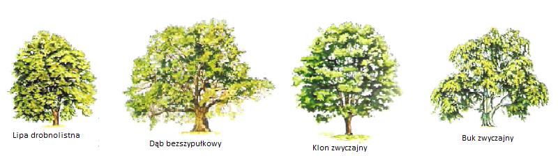 W gminie Skórcz występują następujące formy ochrony przyrody: Obszar Natura 2000 specjalny obszar ochrony ptaków Bory Tucholskie, obejmujący południowo-zachodnią część obszaru gminy.