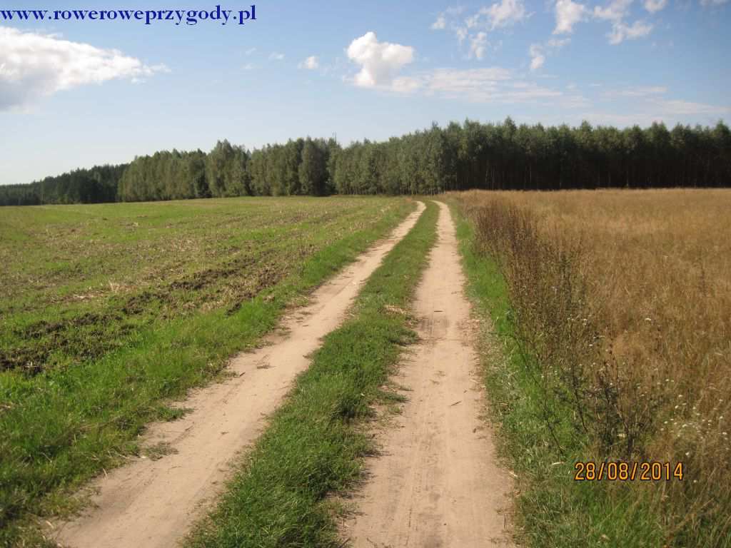 klonów to później zauważymy, że dominującym gatunkiem drzew jest sosna zwyczajna. Jak się okaże później, roślinność drzewiasta w tych okolicznych lasach jest bardzo zróżnicowana.