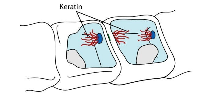 Warstwa kolczysta Komórki warstwy