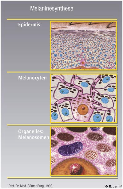 Melanocyty Melanocyty znajdują się w warstwie podstawnej naskórka ale nigdy nie są połączone sąsiednimi komórkami za pomocą desmosomów.