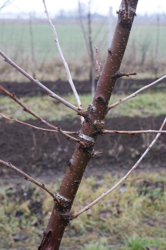 Materiał szkółkarski Tylko zdrowy, najwyższej jakości i pewny. Możliwość szerokiego zastosowania nierozgałęzionych okulantów. Zadanie 3.