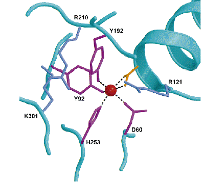 Związki kompleksowe w przyrodzie białka transportujące