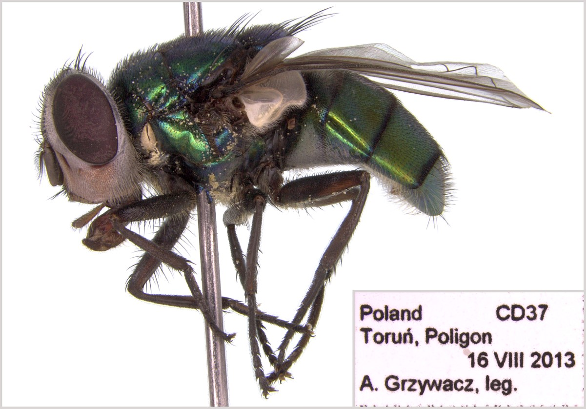 W dniu 05.09.2014 r. zauważono liczne osobniki dojrzałe Chrysomya albiceps w pobliżu świeżej (jednodniowej) padliny lisa, znalezionej na torach kolejowych w północnej części Łodzi (51 o 49 36.