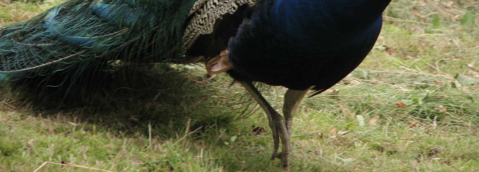 Pawia Wyspa