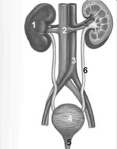Układ moczowy cd. Od nerki biegnie przewód wyprowadzający moczowód (6), kończący się w pęcherzu moczowym.(4) Ten ostatni ma ujście cewką moczową (5) na zewnątrz.