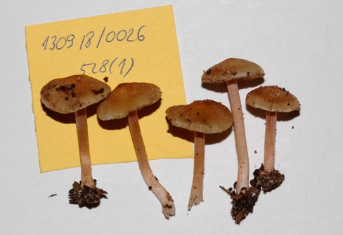 Gierczyk B., Kujawa A., Szczepkowski A., Karasiński D. Materiały do poznania mykobioty Puszczy... (Fot. 7). 2. Puszcza Białowieska, BPN, oddz.