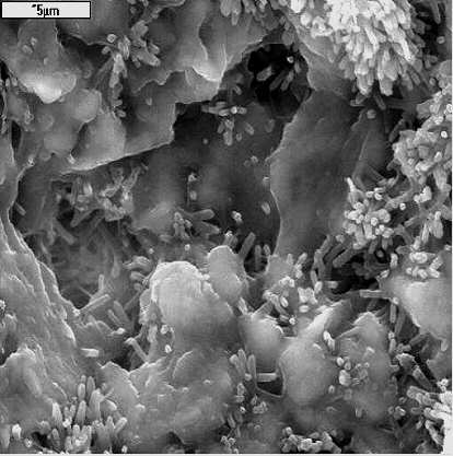 2.3. Badanie mikrostruktury zapraw Mikrostrukturę stwardniałych zapraw klejowych badano przy pomocy mikroskopu skaningowym Firmy JEOL model JSM 5400.