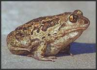 Grzebiuszka