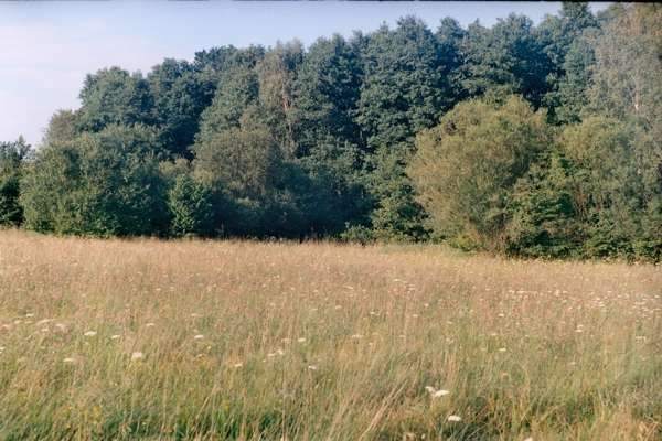 Łąki trzęślicowe bogate florystycznie, budowane w znacznej mierze przez trzęślicę modrą, Powstają na glebach zmiennowilgotnych.