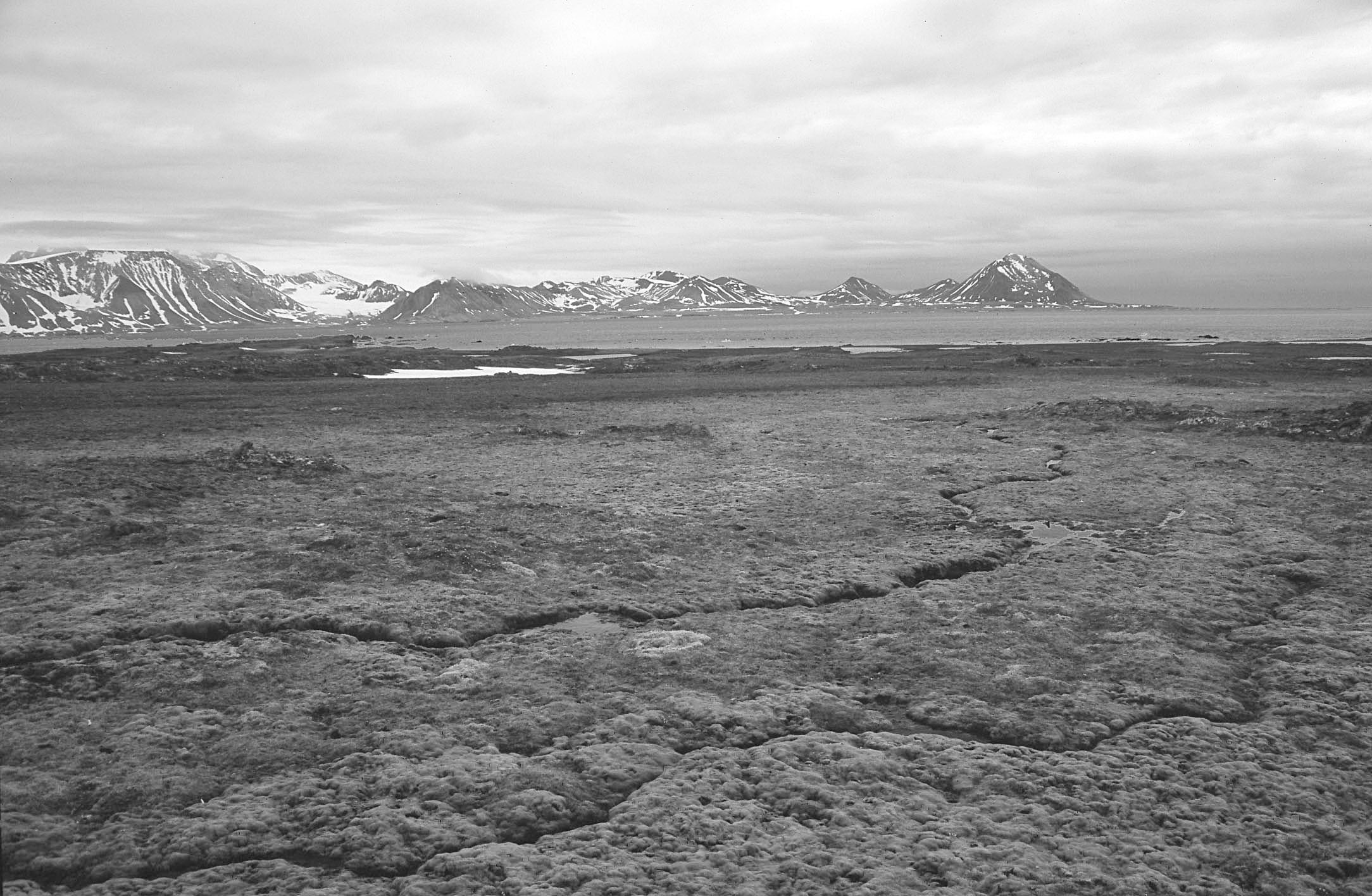 P. KÖHLER: Obszary polarne w dydaktyce UJ 311 Ryc. 4. Spitsbergen. Tundra mszysta na terasie morskiej Fuglebergsletta. Fot. P. Osyczka. Figure 4. Spitsbergen. Moss tundra on marine terrace Fuglebergsletta.