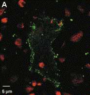 Ineksyny Ineksyny w komórkach stułbi (Hydra sp.) zwizualizowane przy pomocy GFP Bauer et al.
