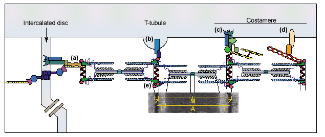 Schematyczny diagram opisujący system sarkomeryczny w komórkach mięśnia sercowego (kardiomiocytach) Złącza szczelinowe Kontakty