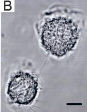 Nanotuby (ang.