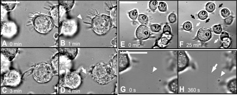Formowanie nanotub (TNTs) mechanizm (I) Stadia formowania nanotub między komórkami PC12 [(B) strzałka, (D)