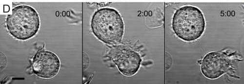 Formowanie nanotub (TNTs) mechanizm (II) Nanotuby jako pozostałość po synapsie immunologicznej między komórkami NK a komórką 721.