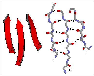 Elementy struktury II-rzędowej beta-harmonijki, (β-kartki, struktury pofałdowanej kartki): równoległe antyrównoległe mieszane harmonijka