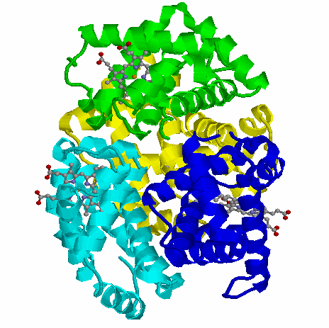 Struktura czwartorzędowa Przestrzenne ułożenie dwóch lub więcej łańcuchów polipeptydowych tworzących natywną cząsteczkę białka białko Cro z bacteriofaga