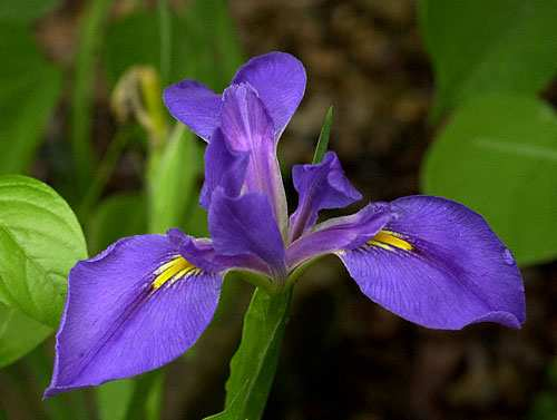 Setosa, versicolor i virginica Iris Setosa Iris Versicolor Iris Virginica 3 gatunki irysów w róŝnir nią się