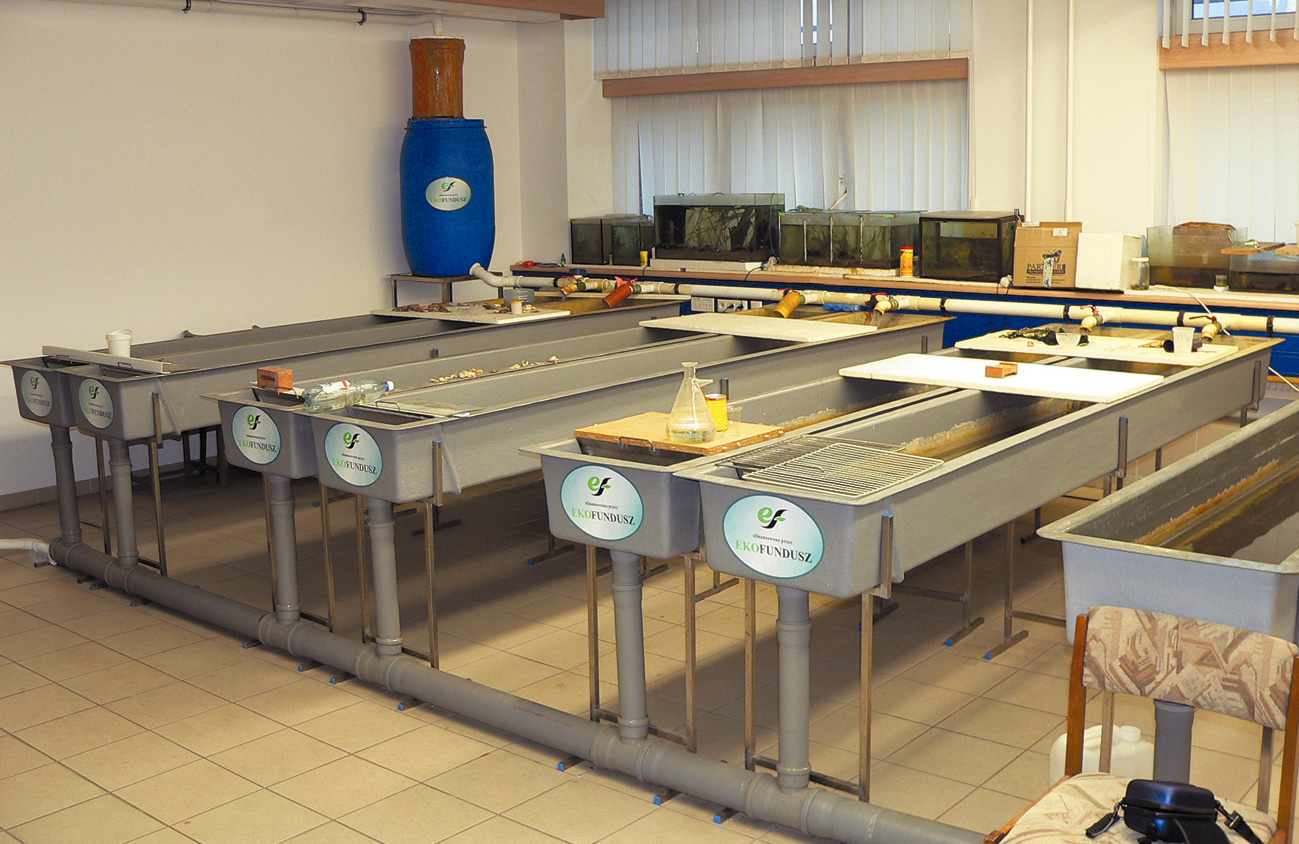 Od 2005 r. materiał do reintodukcji wód Puszczy Kozienickiej pochodził z dwóch wylęgarnio-podchowalni raków zlokalizowanych w Szkole Głównej Gospodarstwa Wiejskiego w Warszawie.
