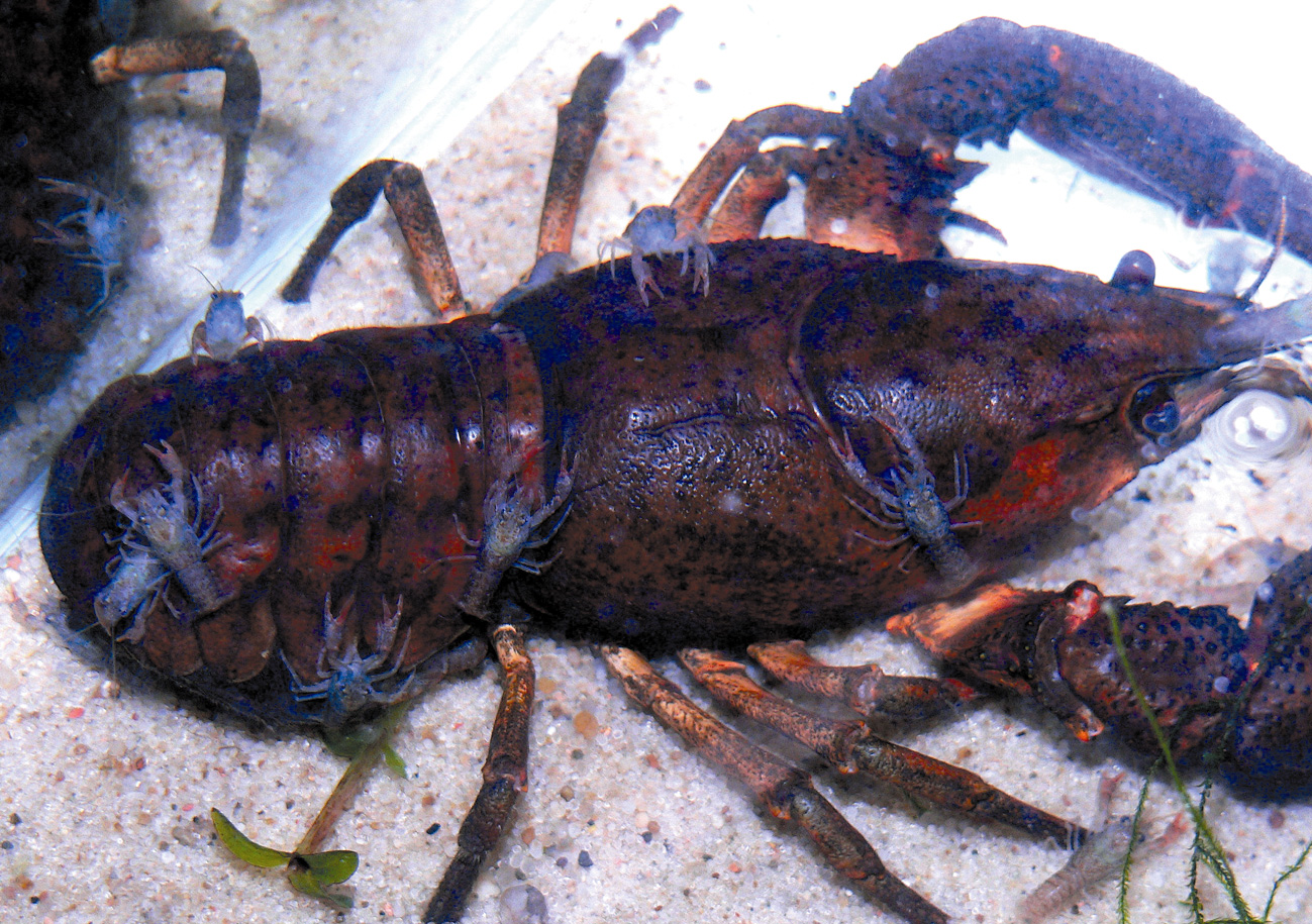 Fot. 3. Samica raka szlachetnego z młodymi (fot. W. Strużyński) Photo 3. Female of noble crayfish with juveniles Do 2007 r.