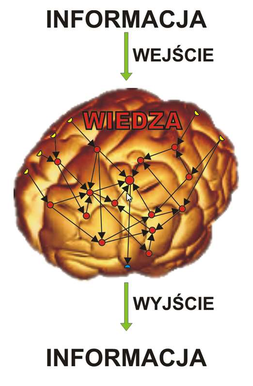 PRZETWARZANIE INFORMACJI PRZEZ MÓZG W mózgu (biologicznym systemie obliczeniowym) informacje są przetwarzane inaczej niż na współczesnych komputerach: nie ma kodów programów ani ich kompilacji, nie