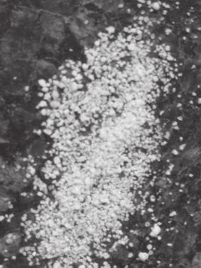 Hydro ele w uprawie pieczarki... Rysunek 1. Granulat AgroHydroGel s u cy do mieszania z pod o em (fot. w asna) Figure 1. Granulate AgroHydroGel used to mixing with substratum (fot. priv.