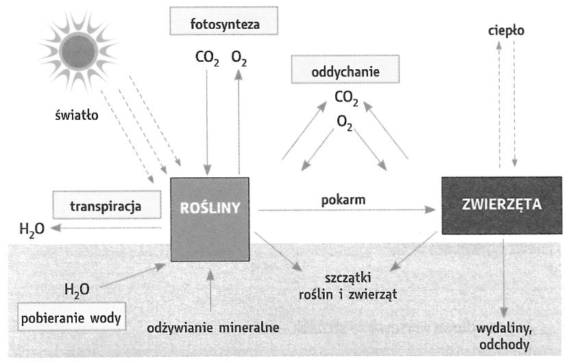 27. 2 5. Wzrost stężenia glukozy we krwi. 2. Wydzielanie glukagonu przez komórki trzustki. 3. Uwalnianie glukagonu do krwi. 4. Rozpad glikogenu w wątrobie i uwalnianie glukozy do krwi. 1.