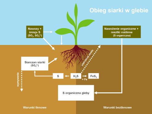 Źródła siarki i jej formy występujące w