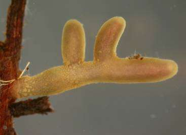 Rusulla puellaris