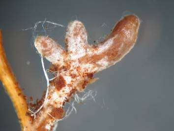 Thelephora