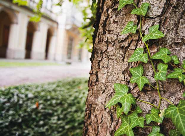 Żebyś wiedział, jakie odmiany w naszym Ogrodzie Botanicznym, to byś się wziął za głowę. Takie klomby porobili, drogi, plantacje, krzewy itd.