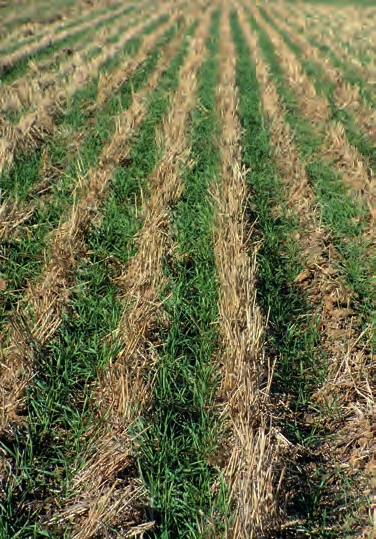 Fot. 2. Wschody pszenicy ozimej na glebie mozaikowatej, suchej po uprawie płużnej (z lewej) i w technologii strip-till agregat Mzuri (z prawej). 3.2.5.