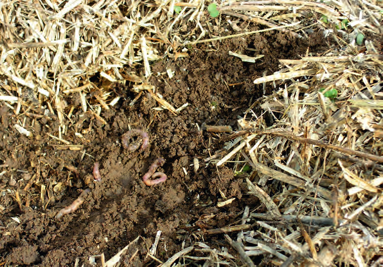 Fot. 4. Dżdżownice w glebie uprawianej bezpłużnie, pasowo agregatem Mzuri. 4.5. Zachwaszczenie Badania naukowe i obserwacje rolników wskazują, że uprawa roli wpływa na zachwaszczenie.