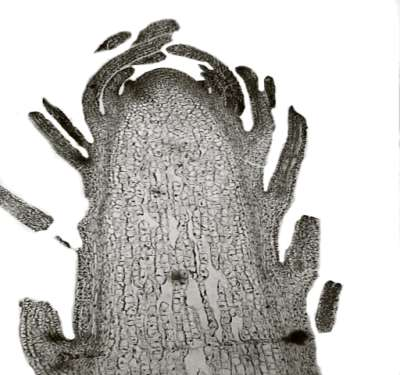 Ontogeneza roślin lnu włóknistego wg BBCH 12 cm Przekrój poprzeczny stożka