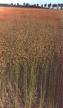 Rozwój lnu wg BBCH Główna faza rozwojowa 8: Dojrzewanie torebek nasiennych Kod Opis faz rozwojowych 81 Początek dojrzewania nasion (nasiona zielone, wypełniają zagłębienia w torebce) 83 Dojrzałość