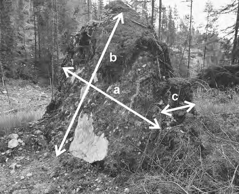E. Rojan Ryc. 5. Wykrot z zaznaczonymi parametrami mierzonymi podczas prac terenowych. Fig. 5. The uprooted tree characteristics measured during the field study.