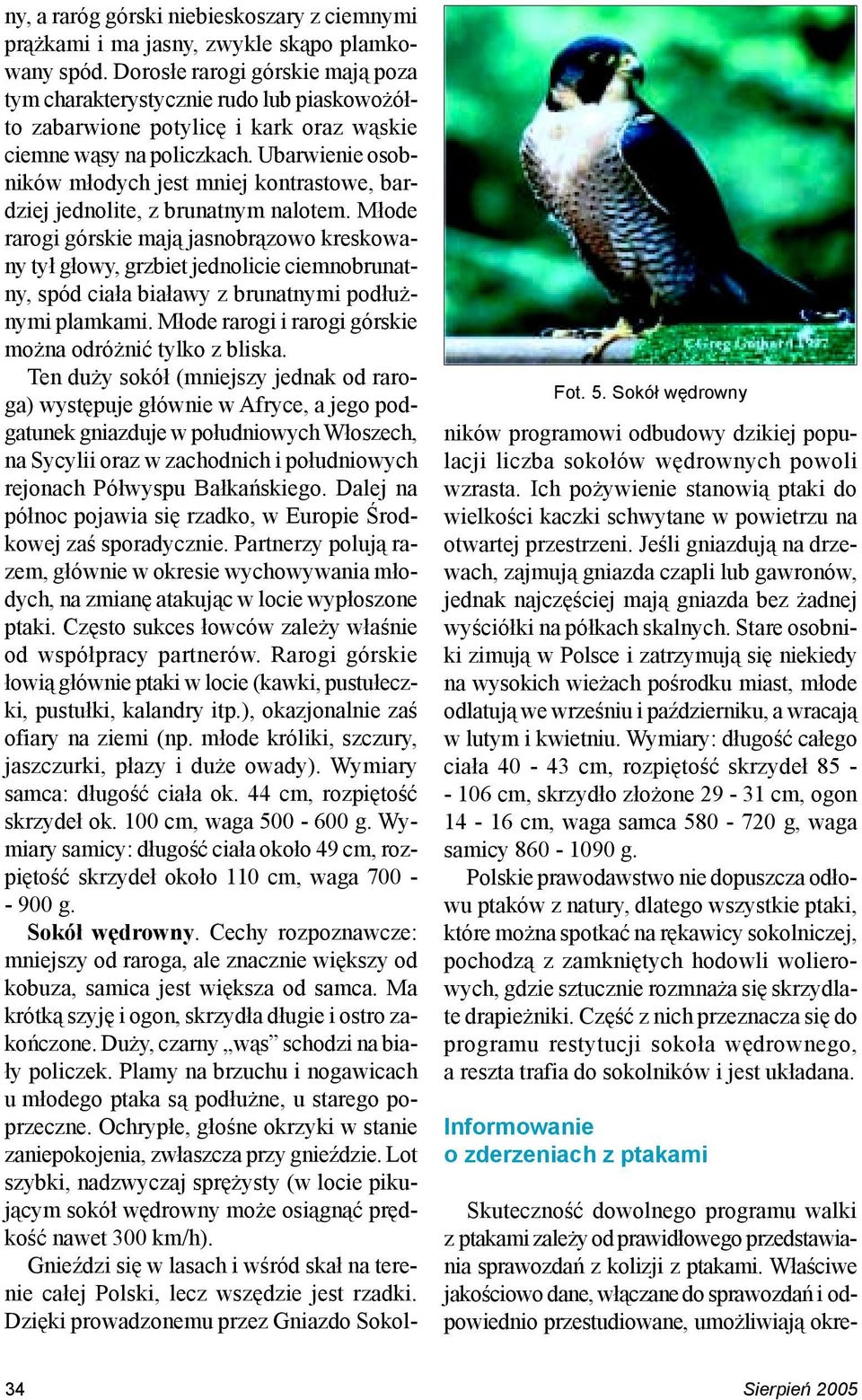 Ubarwienie osobników m³odych jest mniej kontrastowe, bardziej jednolite, z brunatnym nalotem.