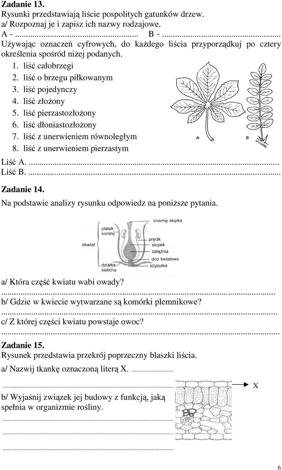 liść pierzastozłoŝony 6. liść dłoniastozłoŝony 7. liść z unerwieniem równoległym 8. liść z unerwieniem pierzastym Liść A.... Liść B.... Zadanie 14.