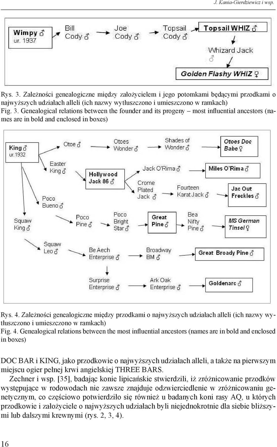 Genealogical relations between the founder and its progeny most influential ancestors (names are in bold and enclosed in boxes) Rys. 4.