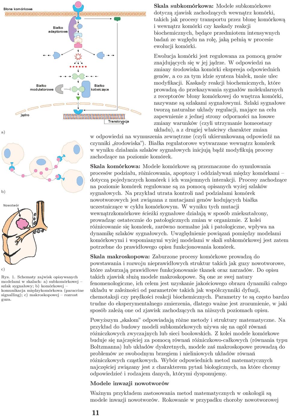 Schematy zajwisk opisywanych modelami w skalach: a) subkomórkowej szlak sygnałowy; b) komórkowej komunikacja międzykomórkowa (paracrine signalling); c) makroskopowej rozrost guza.