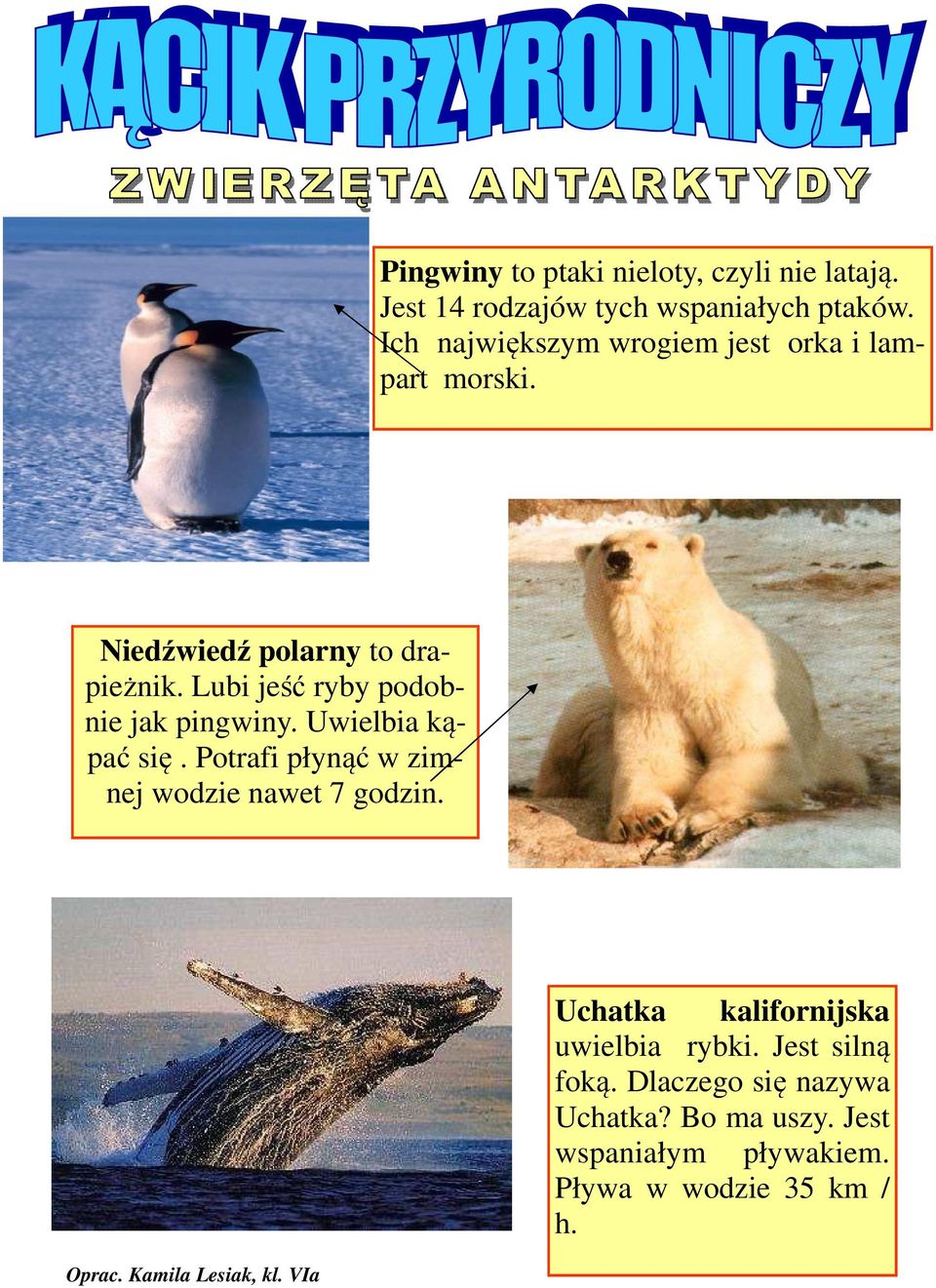 Lubi jeść ryby podobnie jak pingwiny. Uwielbia kąpać się. Potrafi płynąć w zimnej wodzie nawet 7 godzin. Oprac.