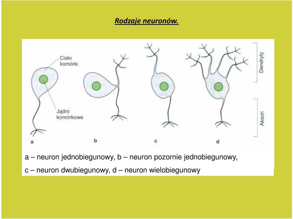 neuron pozornie