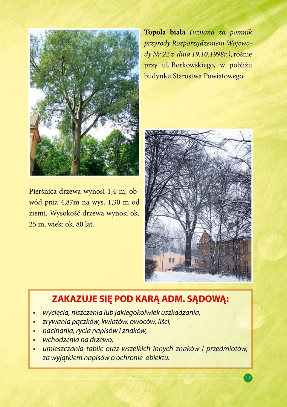 Wysokość drzewa wynosi ok. 25 m, wiek: ok. 80 lat. ZAKAZUJE SIĘ POD KARĄ ADM.