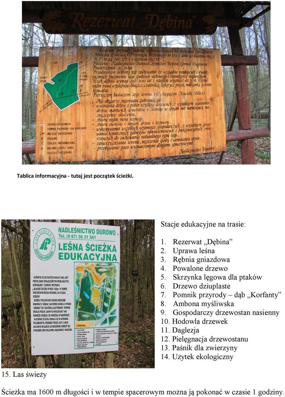Ambona myśliwska 9. Gospodarczy drzewostan nasienny 10. Hodowla drzewek 11. Daglezja 12. Pielęgnacja drzewostanu 13.