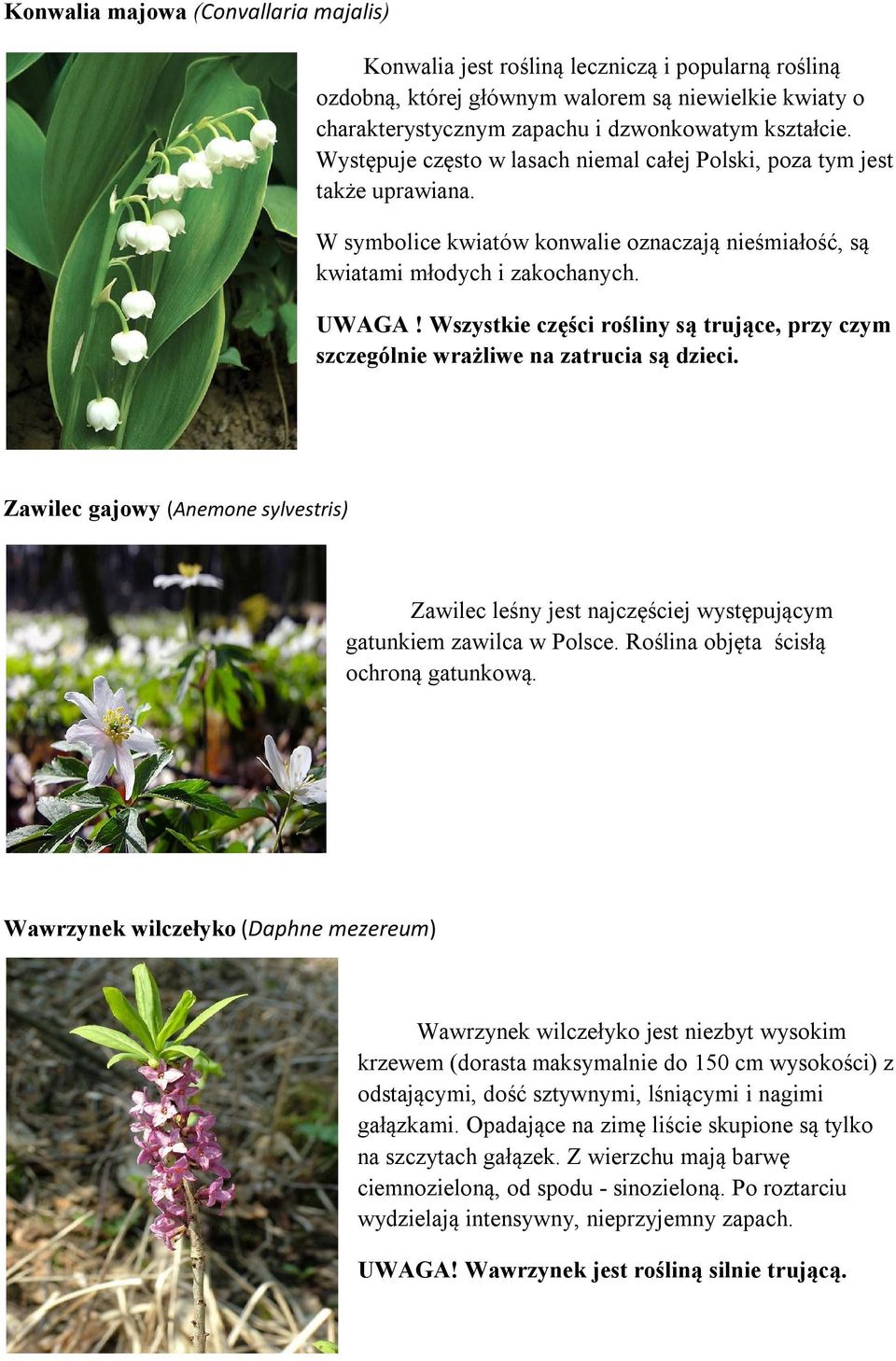 Wszystkie części rośliny są trujące, przy czym szczególnie wrażliwe na zatrucia są dzieci. Zawilec gajowy (Anemone sylvestris) Zawilec leśny jest najczęściej występującym gatunkiem zawilca w Polsce.
