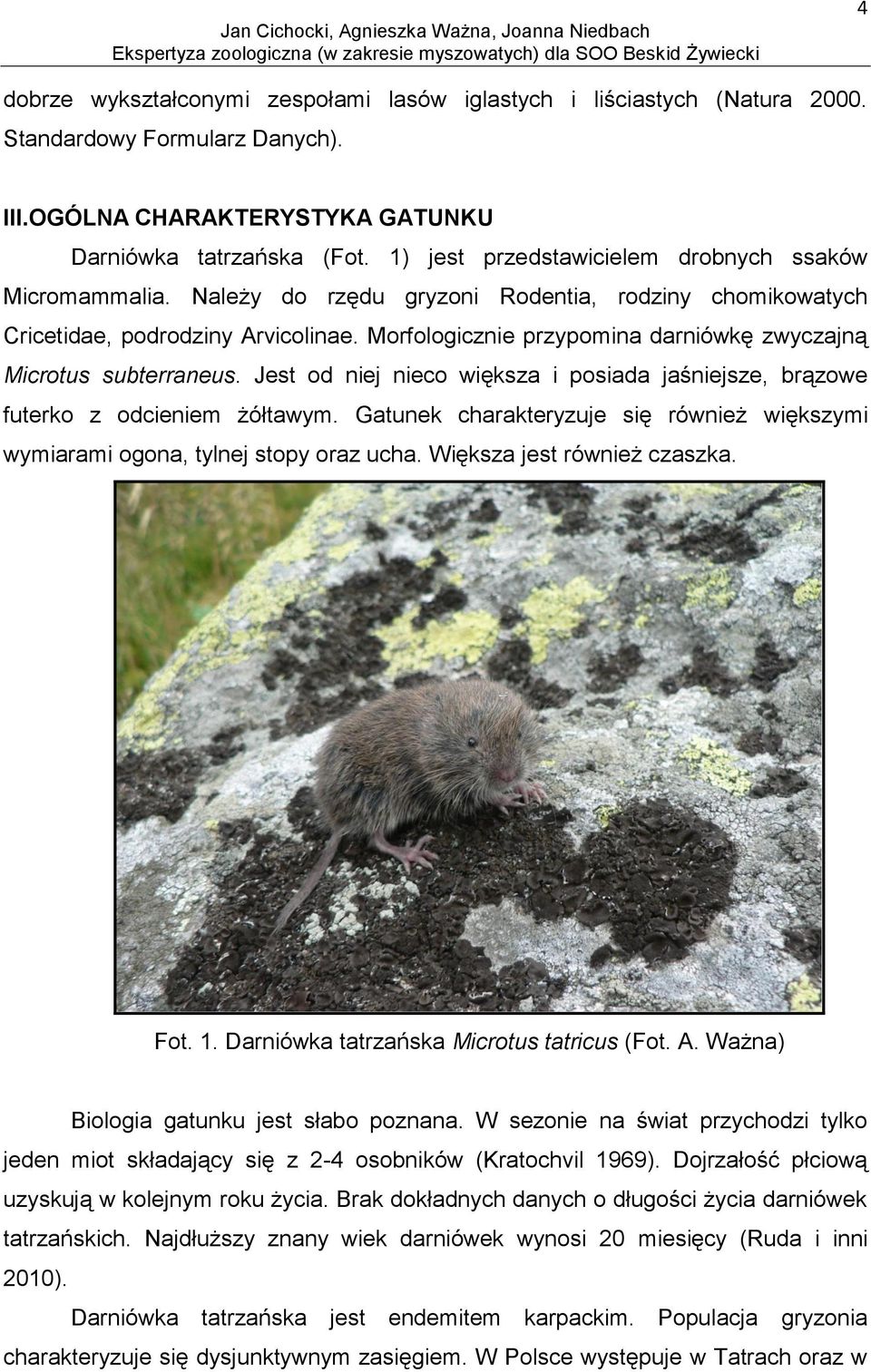 Morfologicznie przypomina darniówkę zwyczajną Microtus subterraneus. Jest od niej nieco większa i posiada jaśniejsze, brązowe futerko z odcieniem żółtawym.